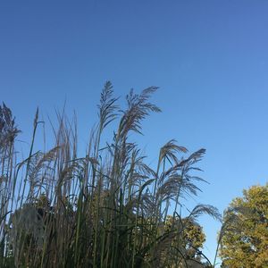 Meet your Posher, Annabel